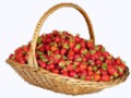 depositphotos_3484522-stock-photo-strawberries-in-basket