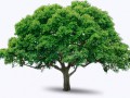 tree_PNG216