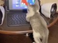 Котенок  смотрит мультик