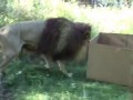 BIG CATS like boxes too!