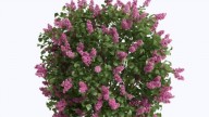 lilac shrubs_8877161 (1)