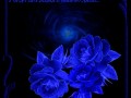 Коллаж +Анимация от tane4ki 777 "Синяя роза"