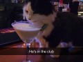 cat in club