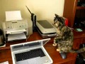 Кот против сканера