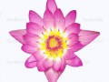 lotus-flower1
