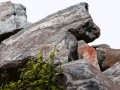 rock-737887_640