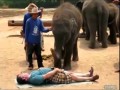 Слон - массажист
