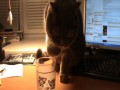 Кот пьёт воду лапой из стакана