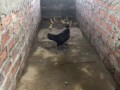 Mother Chicken vs King Cobra