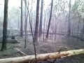 Лыткаринский лес