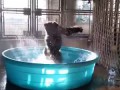 A gorilla dances on the song "Maniac" Taking a bath (USA)