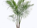 palm_tree_5