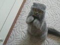 Сидячий танец кота