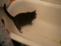 Кот царапает ванну