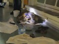 В Москве бездомная собака родила девять щенков в вагоне метро