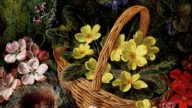 1Apple Blossom And A Bird's Nest On A Mossy Bank
