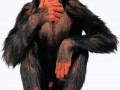 monkey_PNG18718
