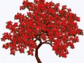 79821142_PoinsettiaTree_02_mm