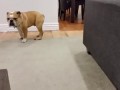 Bulldog Falls Asleep While Standing