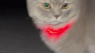Котик и светящийся ошейник!⁠⁠