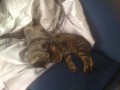 Коты Васи
