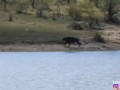 Herd Rescues Buffalo from Lions and Crocodiles!