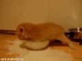 котенок