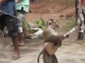 monkey plays guitar / обезьяна играет на гитаре
