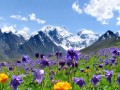 mountain_flowers_t888by_00011