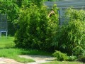 22aDSC_0893
