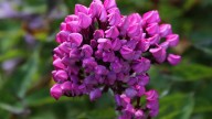 IMG_0042 копия