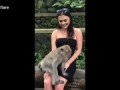 Hilarious moment cheeky monkey pulls down woman's dress exposing her breasts [2019]