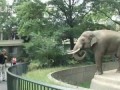 Меткий слон