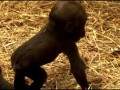 Детеныш гориллы