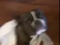French Bulldog gets outed by his best friend