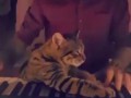 Кошка слушает пианино