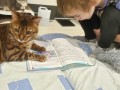 и коты читают