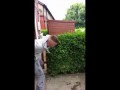 Drunk guy fights a bush and gets KO / Драка пьяного с кустом закончилась нокаутом