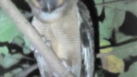 Devil_bird_capee_2021_3_9_7.35_PM