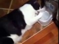 Кот смешно пьет воду