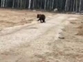 Медведь на кладбище