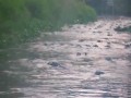 По реке с аллигаторами