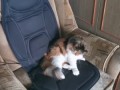 Реакция кошки на массажное кресло.