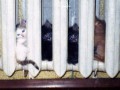 chatons-radiateur