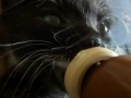 Котенок пьет молоко