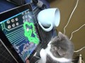 Кот и iPad