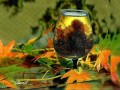 -ЛИСТОПАД,И-БЕЛУЮ-МЕТЕЛЬ(о-жизни-1)-1_01