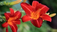 IMG_9186 копия