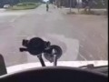 вело, негра