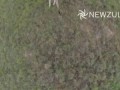 Caught on camera: Kangaroo punches drone out of sky